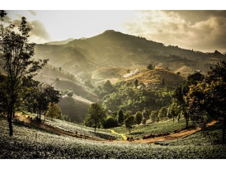 Tour Thailandia del Nord Il Triangolo d'Oro 5 giorni 4 notti