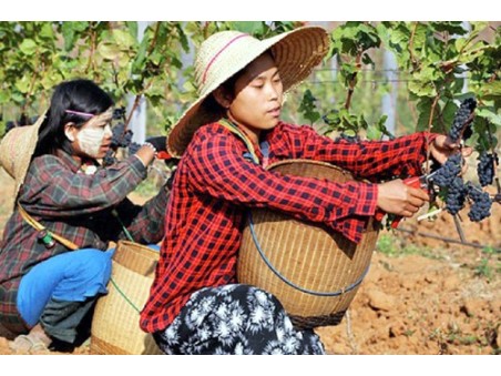 Myanmar Tour Birmania - Birmania Wine Tour 9 giorni 8 notti